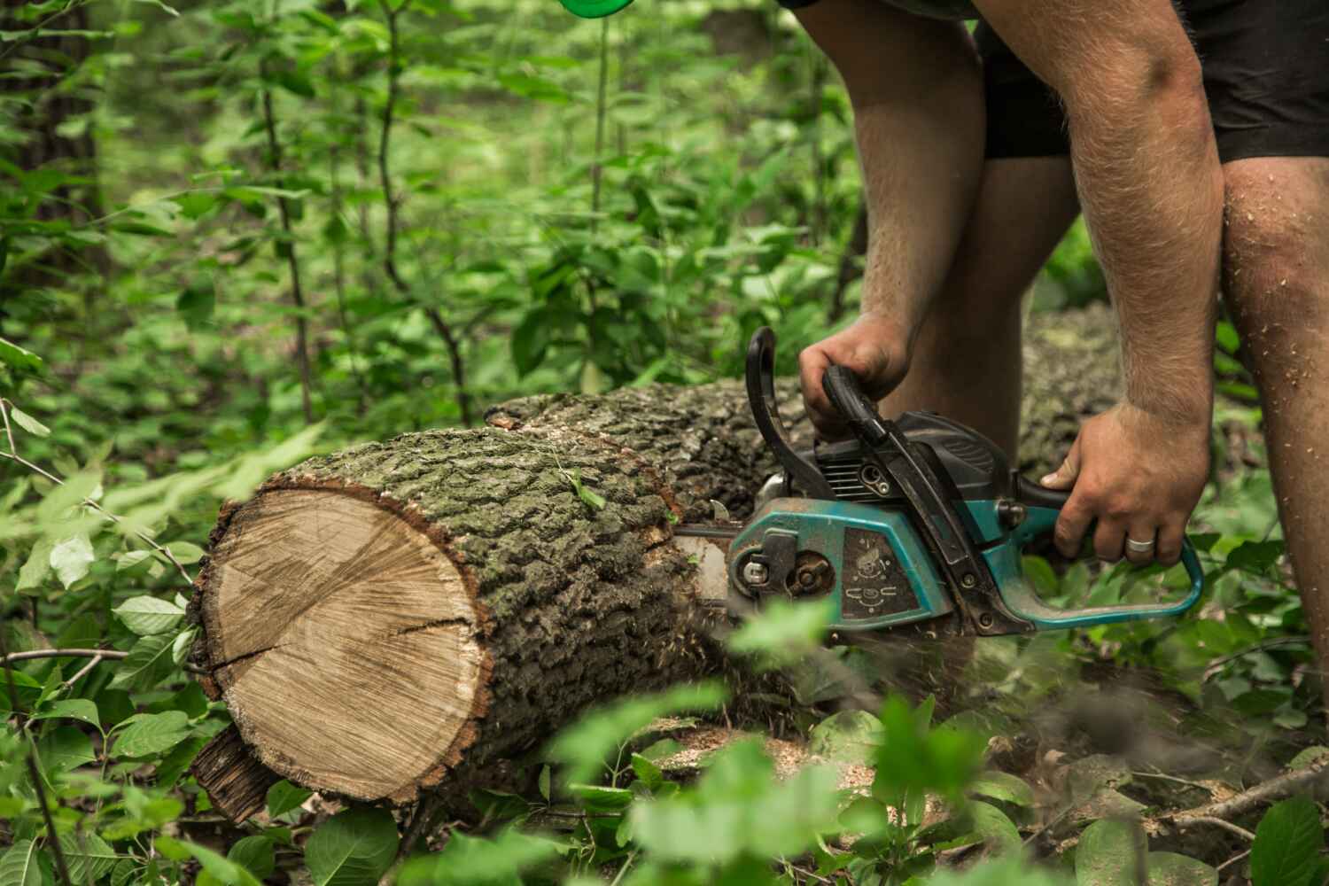 Best Tree Root Removal  in Lewiston, MN